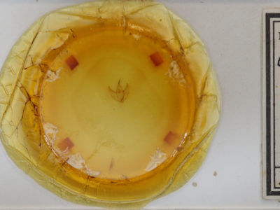 slide view of adult Caripeta divisata