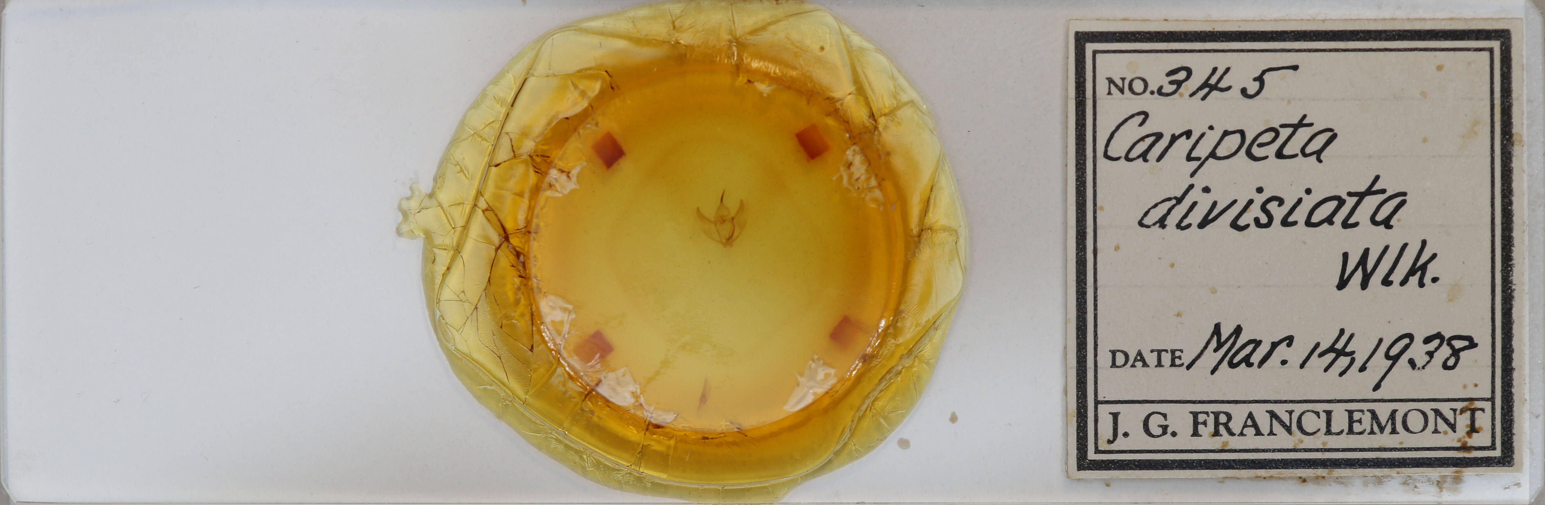 slide view of adult Caripeta divisata