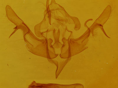 genitalia view of adult Rhizagrotis stylata