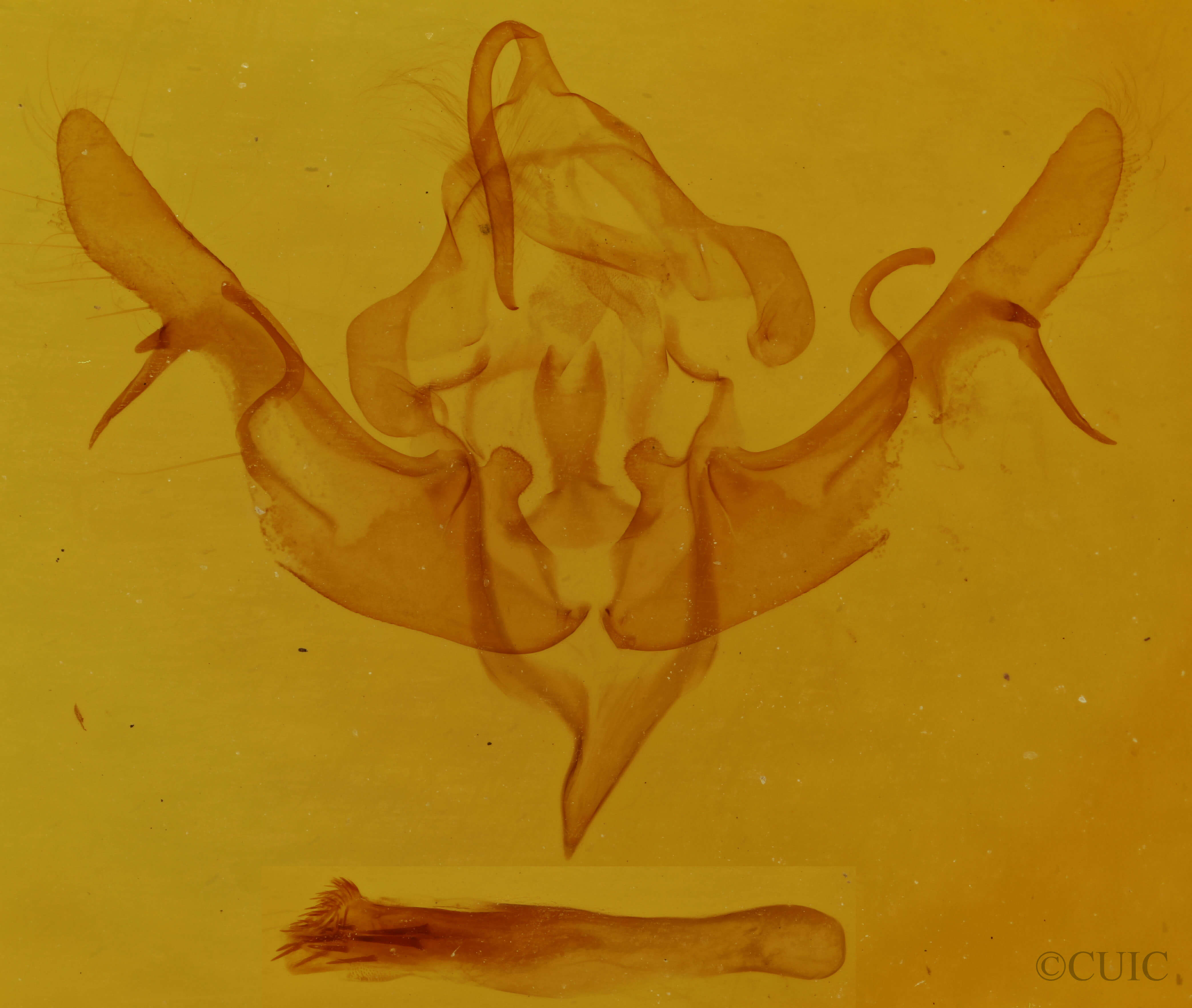 genitalia view of adult Rhizagrotis stylata