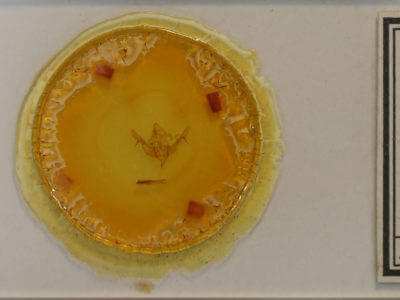 slide view of adult Rhizagrotis stylata