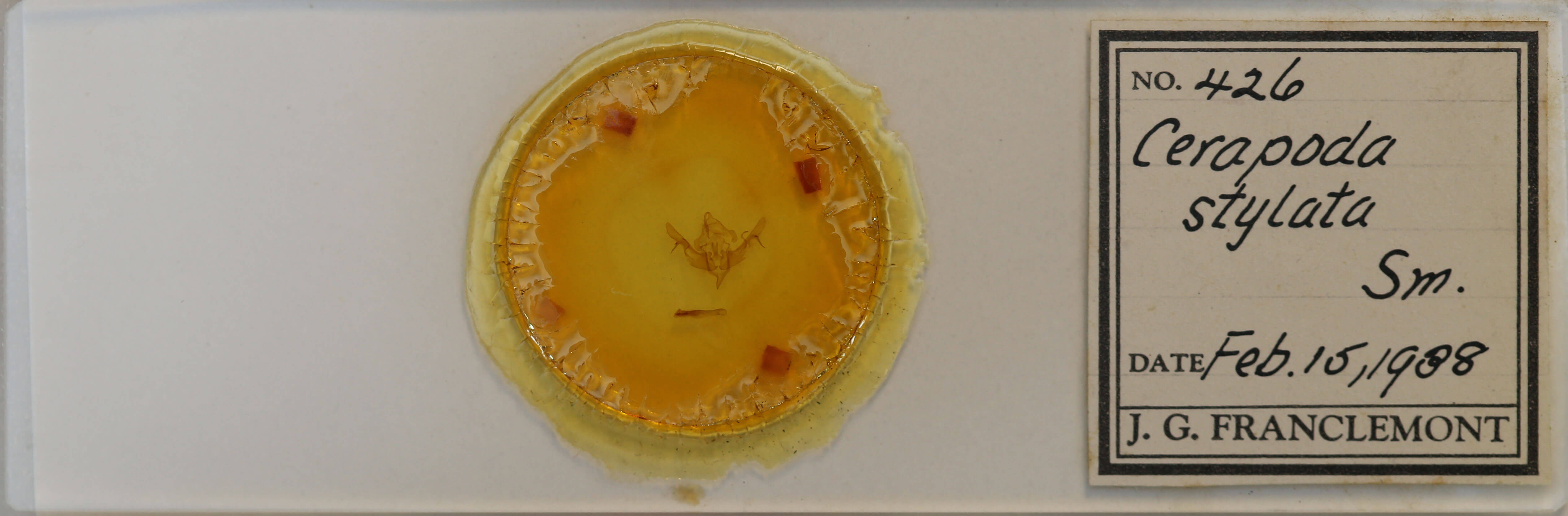 slide view of adult Rhizagrotis stylata