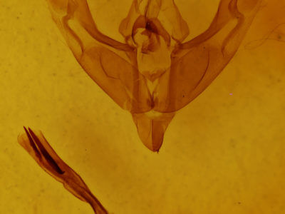 genitalia view of adult Cerastis tenebrifera