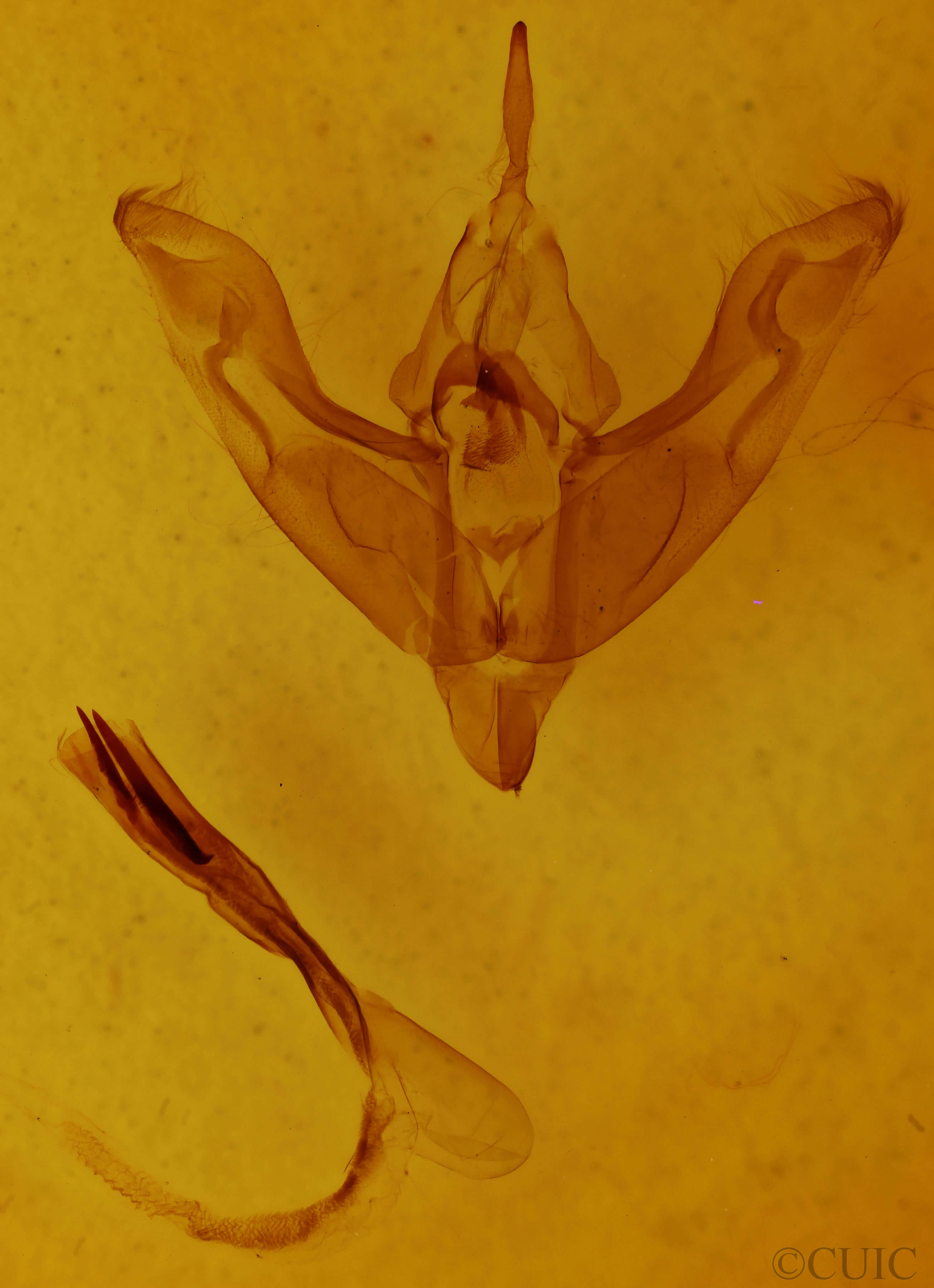 genitalia view of adult Cerastis tenebrifera