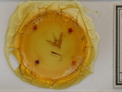 slide view of adult Cerastis tenebrifera