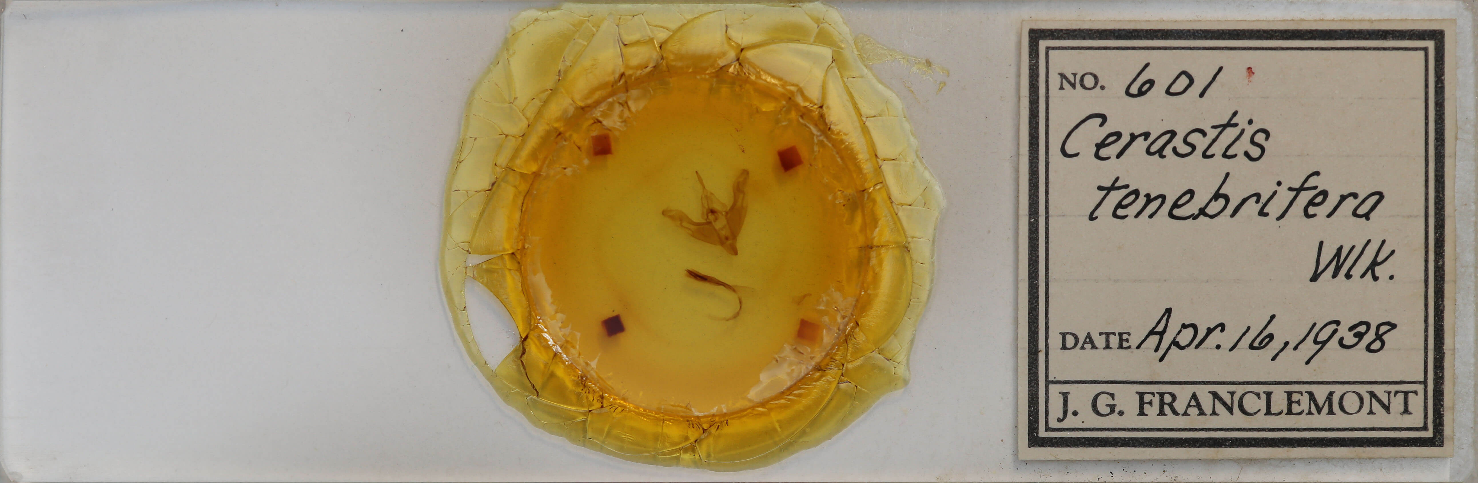 slide view of adult Cerastis tenebrifera