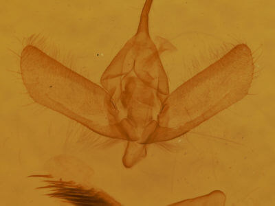 genitalia view of adult Argentostiria koebelei