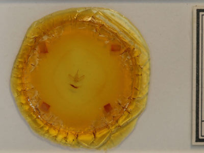 slide view of adult Argentostiria koebelei