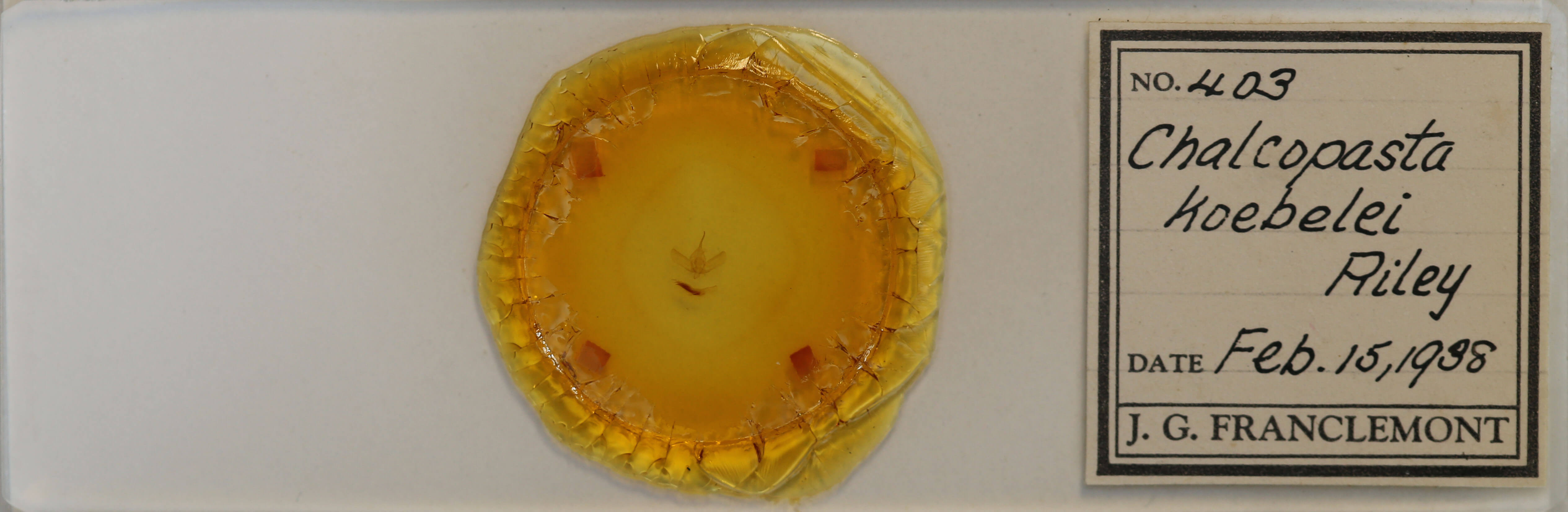 slide view of adult Argentostiria koebelei