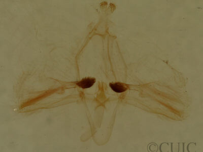 genitalia view of adult Garella nilotica
