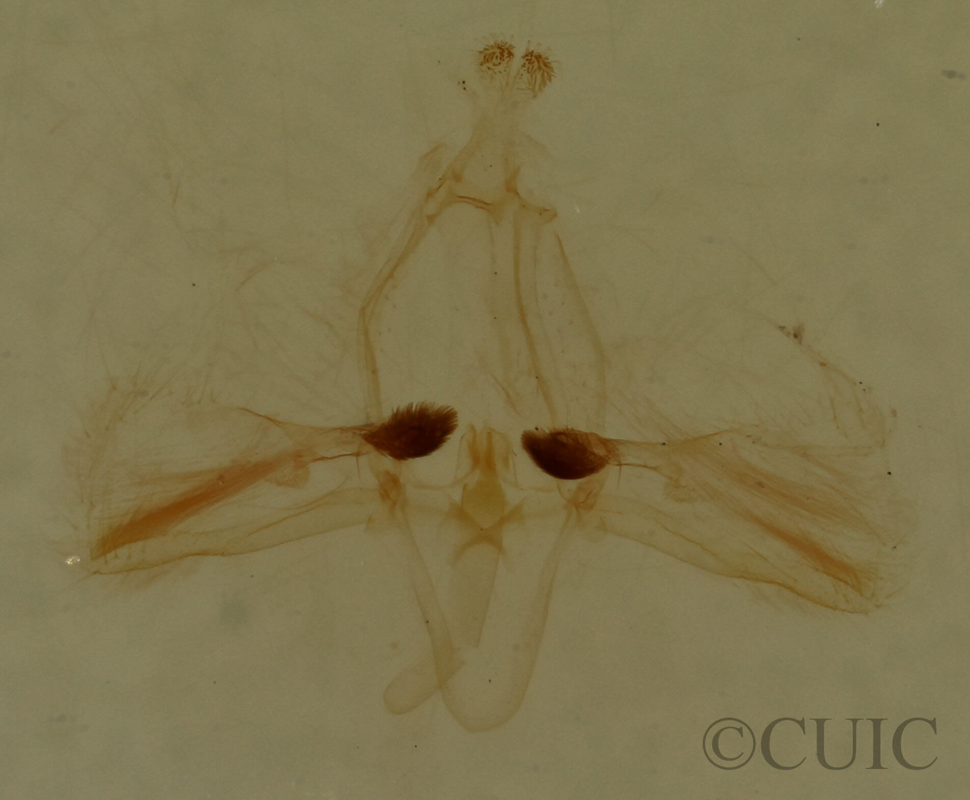 genitalia view of adult Garella nilotica