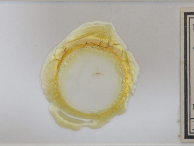 slide view of adult Garella nilotica