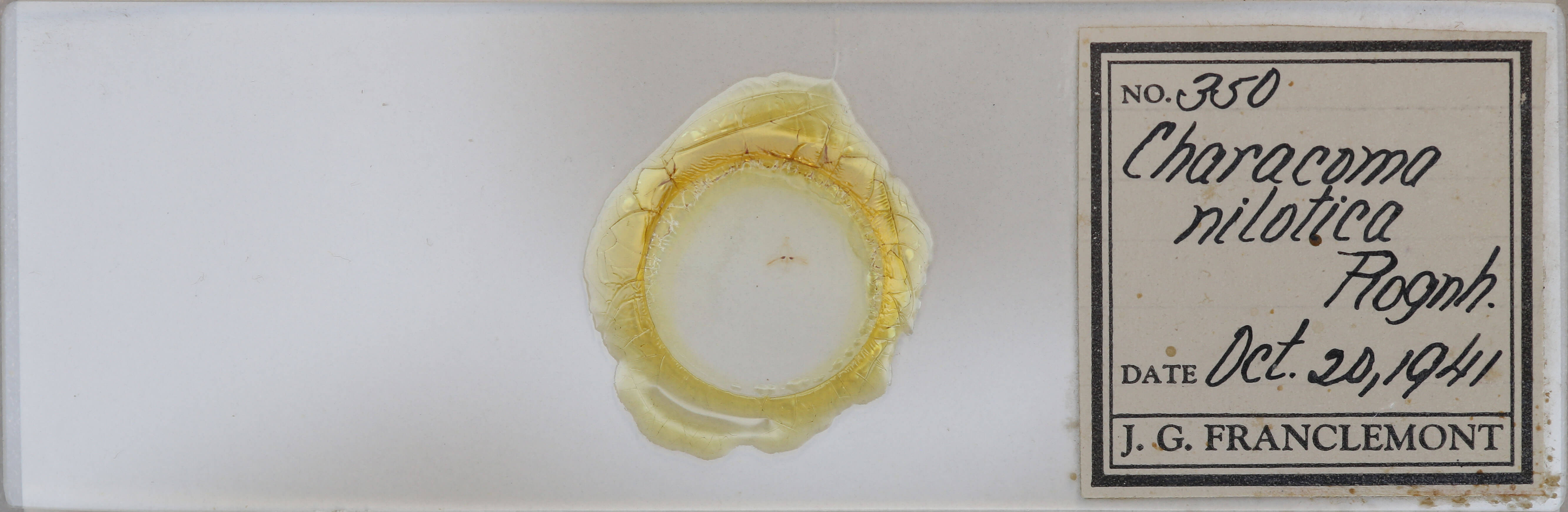 slide view of adult Garella nilotica