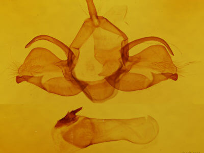 genitalia view of adult Charadra deridens