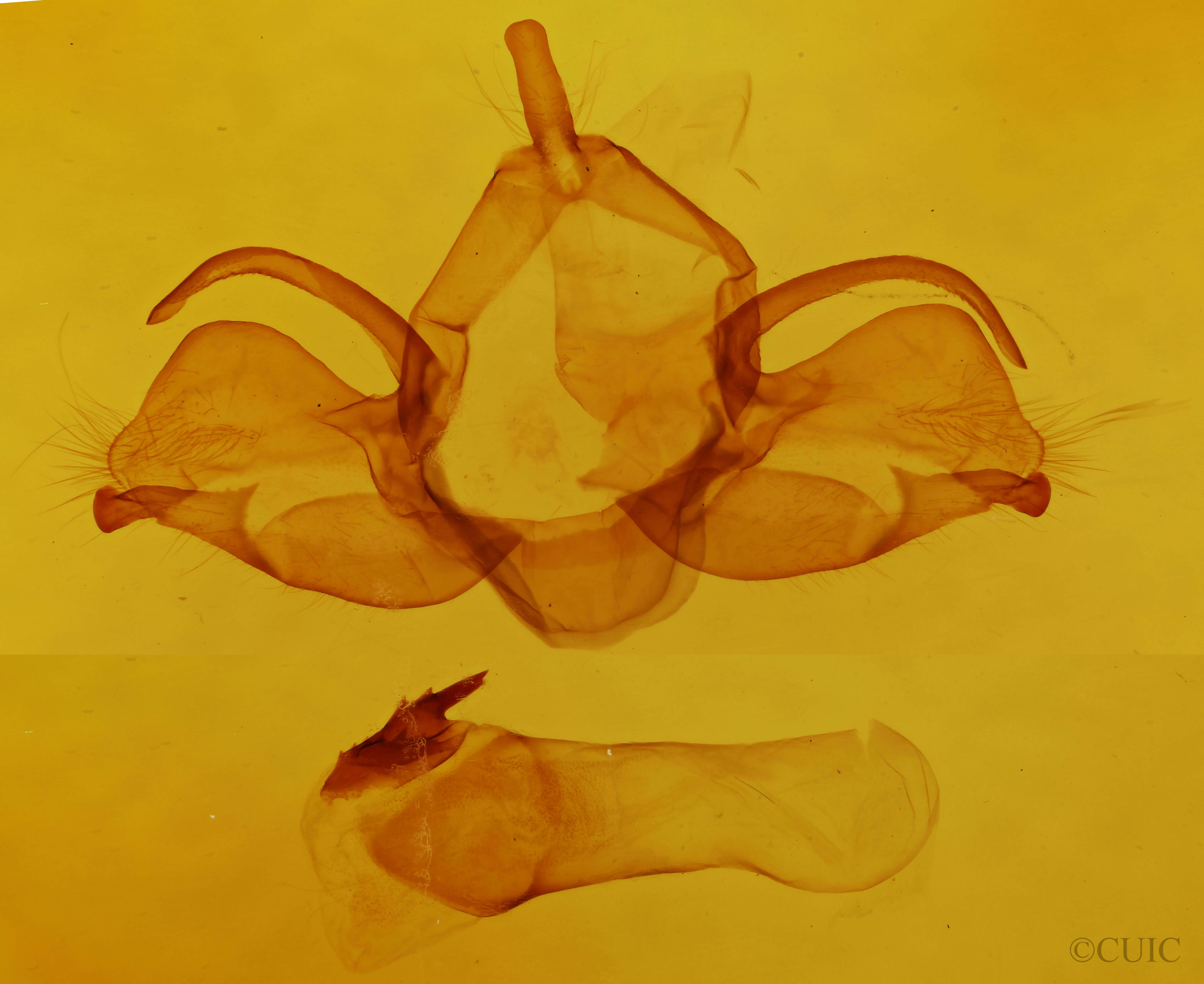 genitalia view of adult Charadra deridens