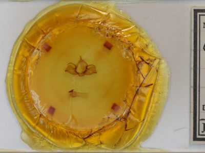 slide view of adult Charadra deridens