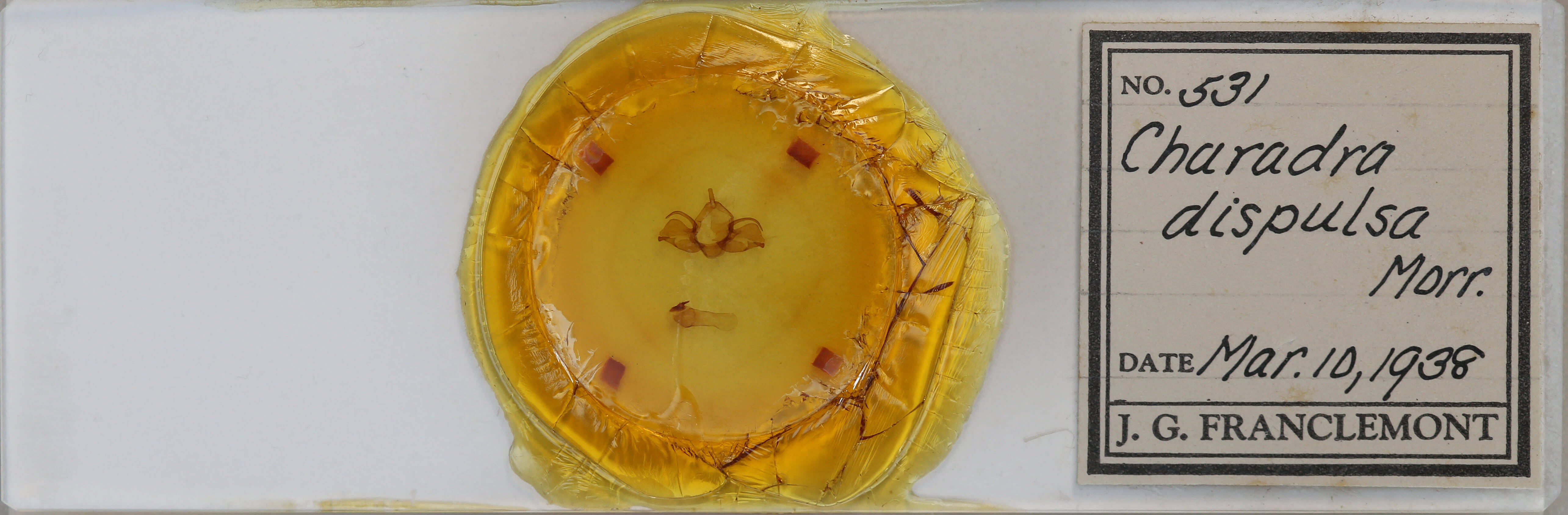 slide view of adult Charadra deridens