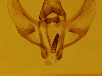 genitalia view of adult Cingilia catenaria