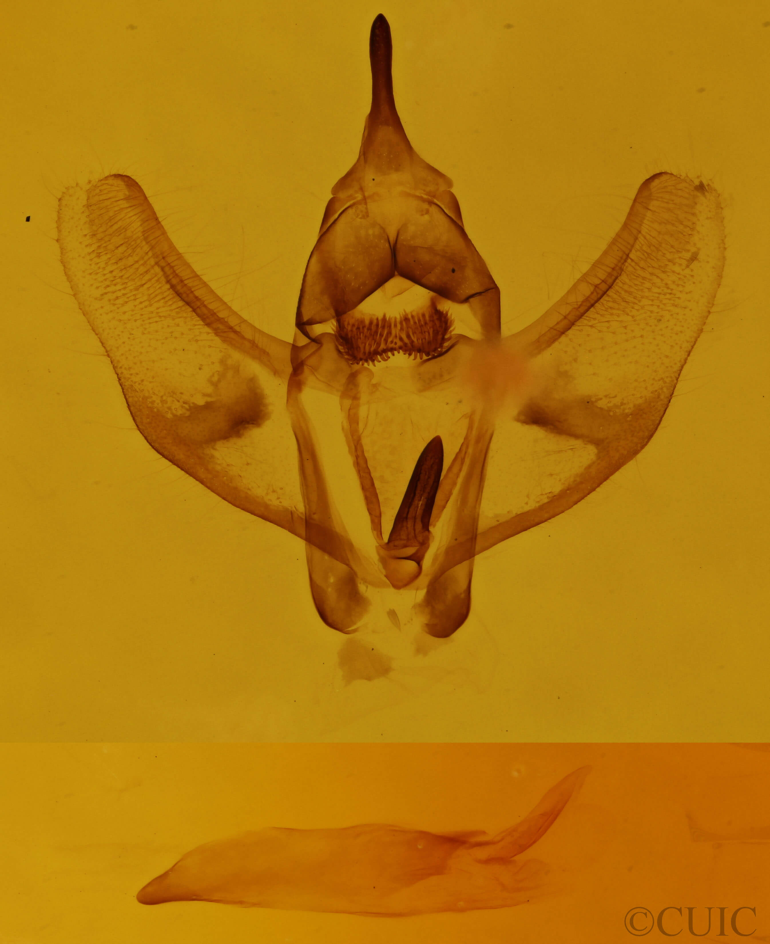 genitalia view of adult Cingilia catenaria