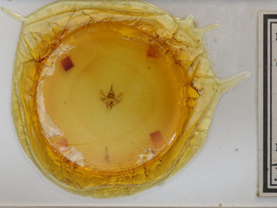 slide view of adult Cingilia catenaria