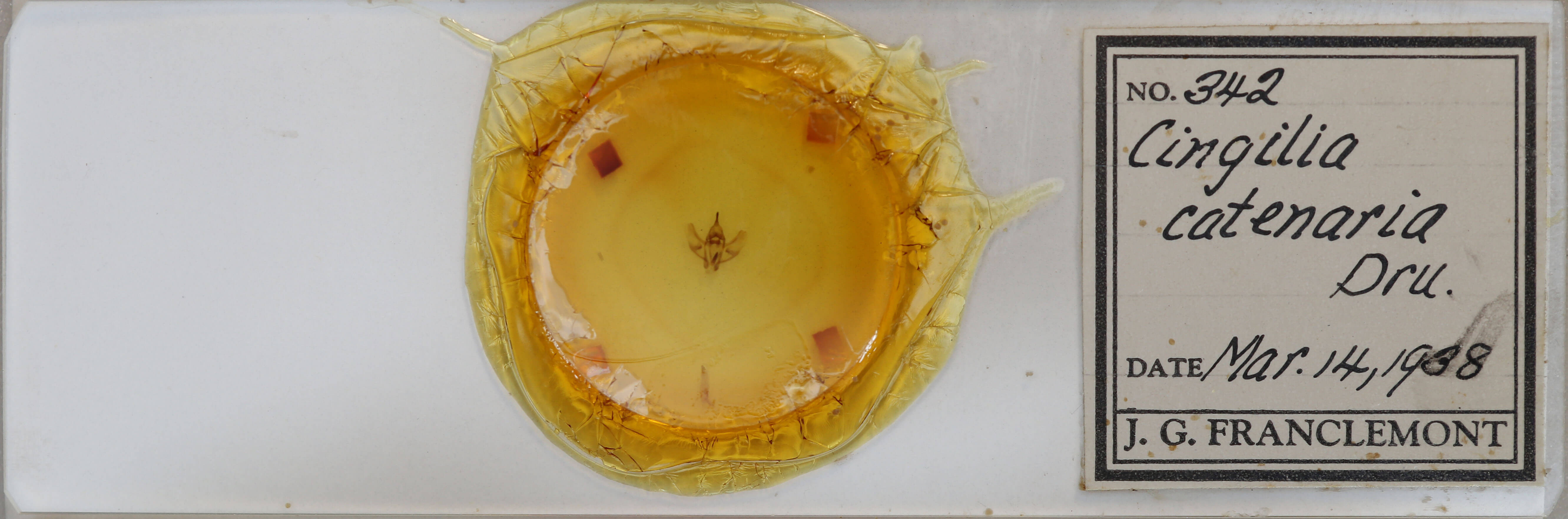 slide view of adult Cingilia catenaria