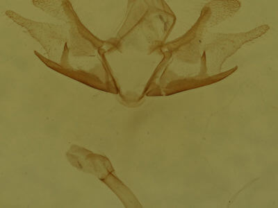 genitalia view of adult Cladara