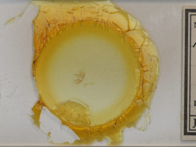 slide view of adult Cladara