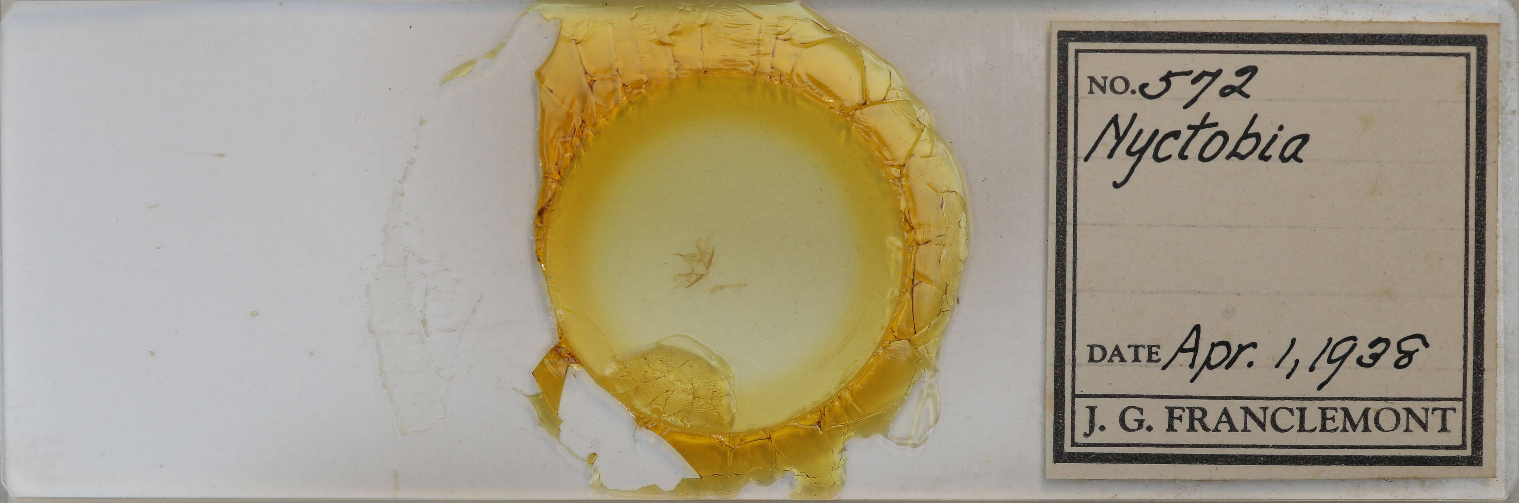 slide view of adult Cladara