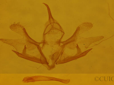 genitalia view of adult Cladara