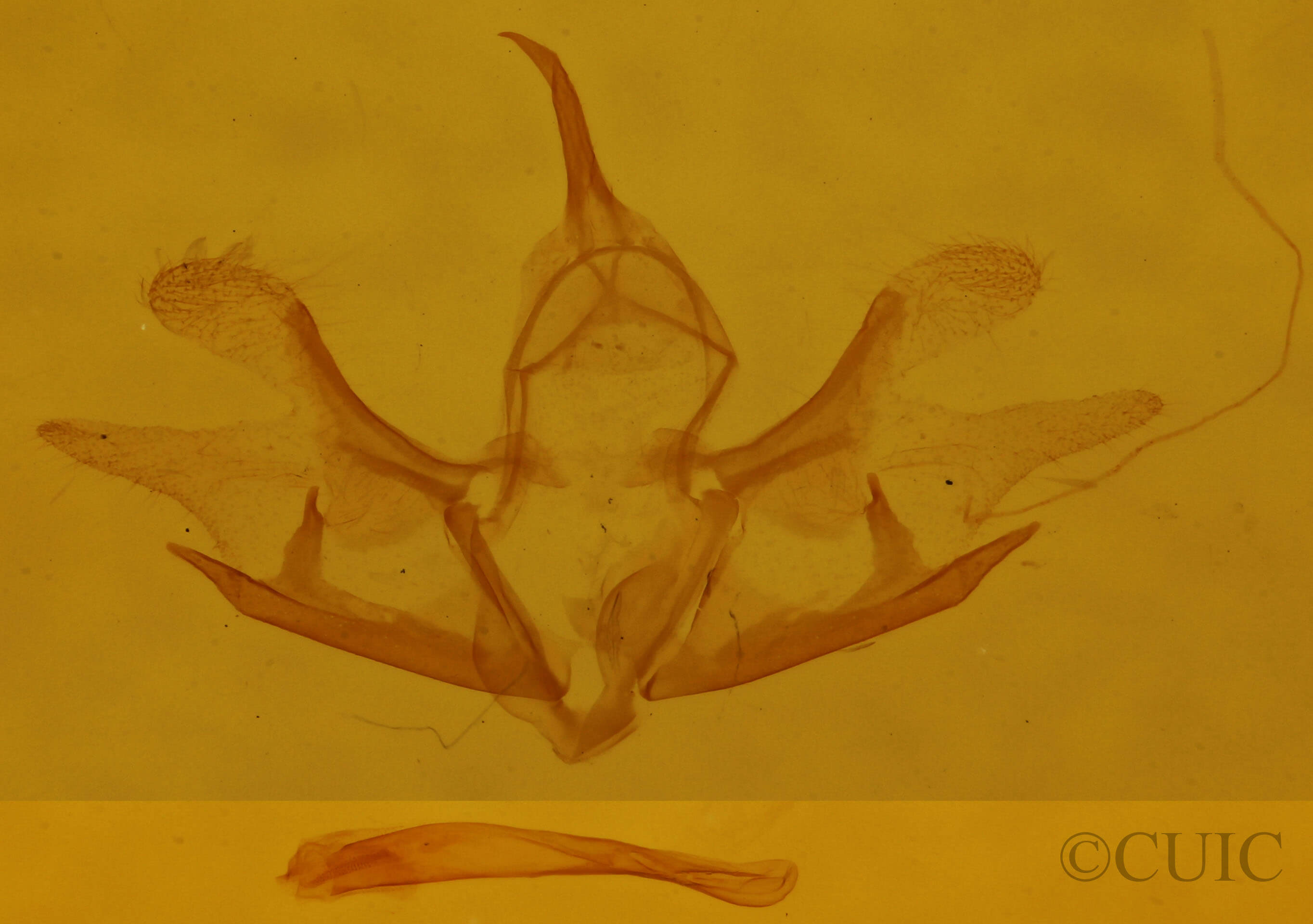 genitalia view of adult Cladara