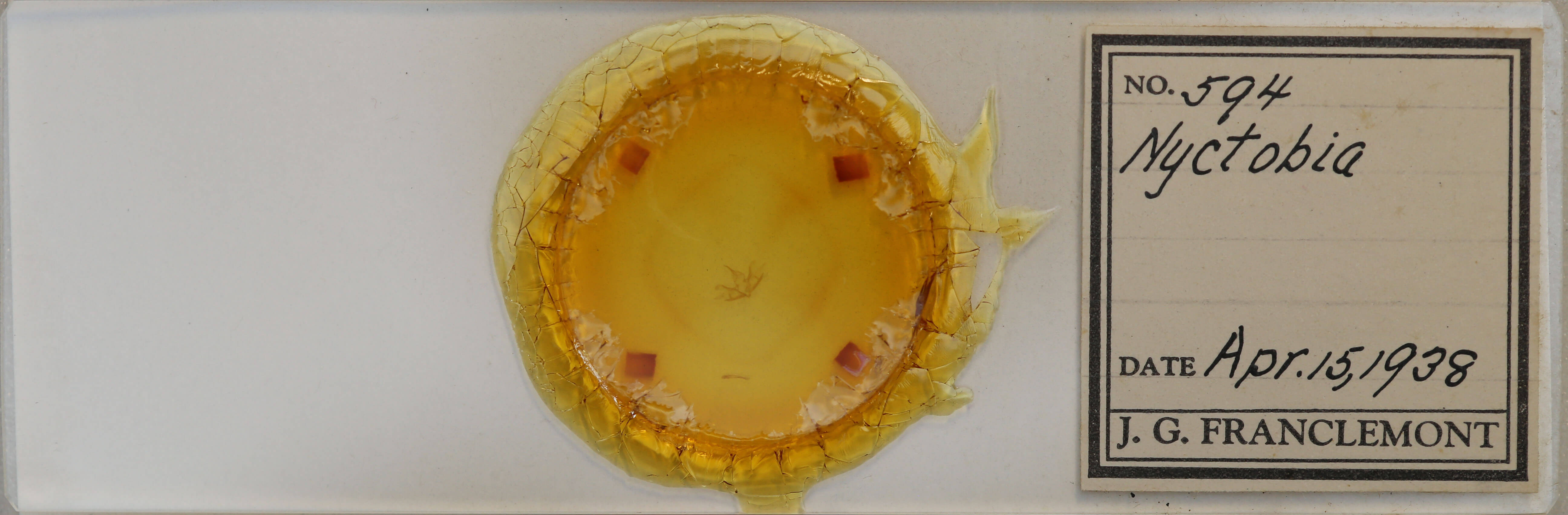 slide view of adult Cladara