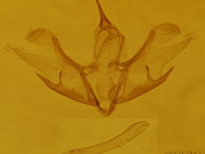 genitalia view of adult Cladara