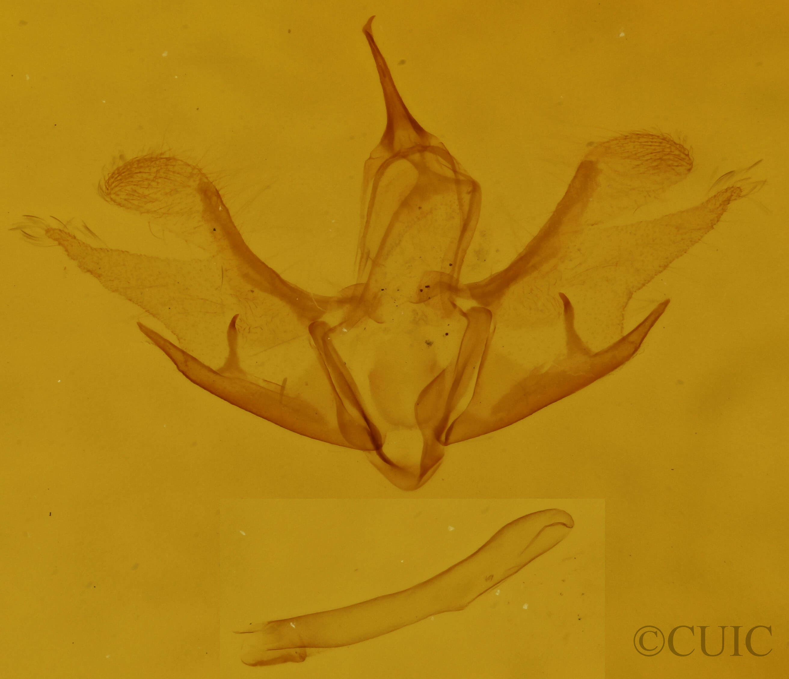 genitalia view of adult Cladara