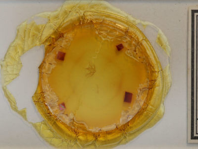 slide view of adult Cladara