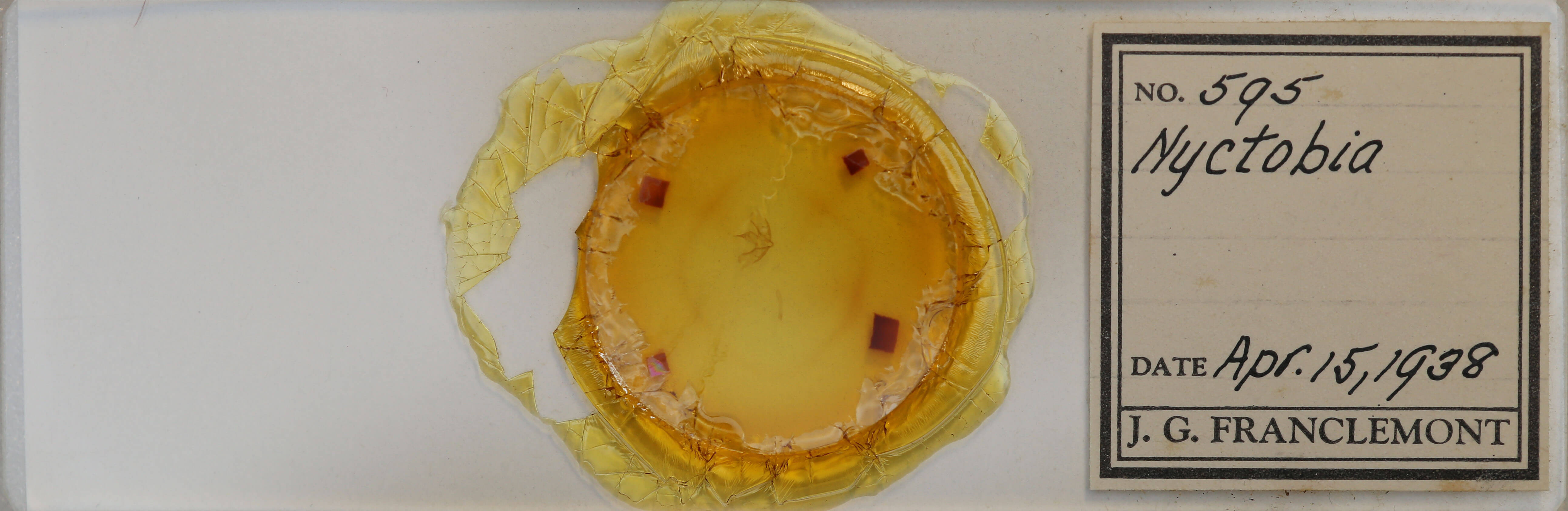 slide view of adult Cladara