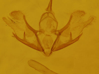 genitalia view of adult Cladara