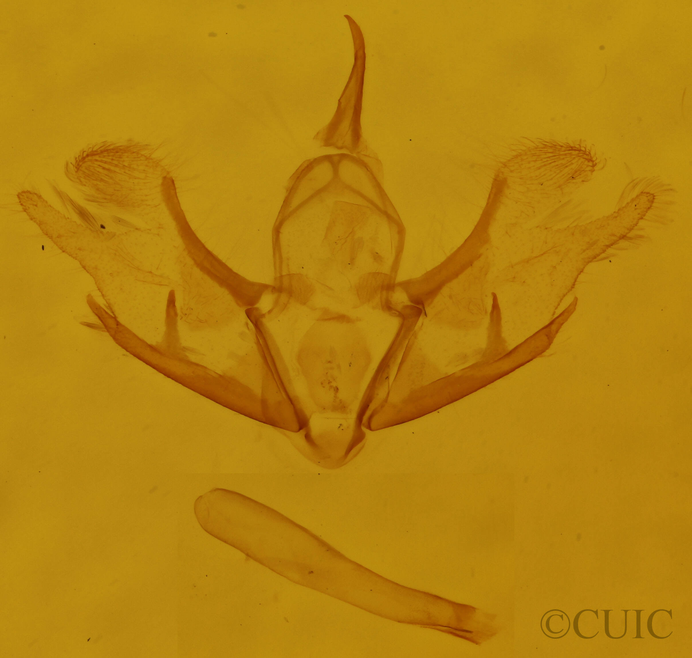 genitalia view of adult Cladara