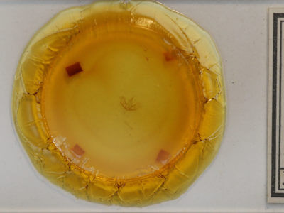 slide view of adult Cladara