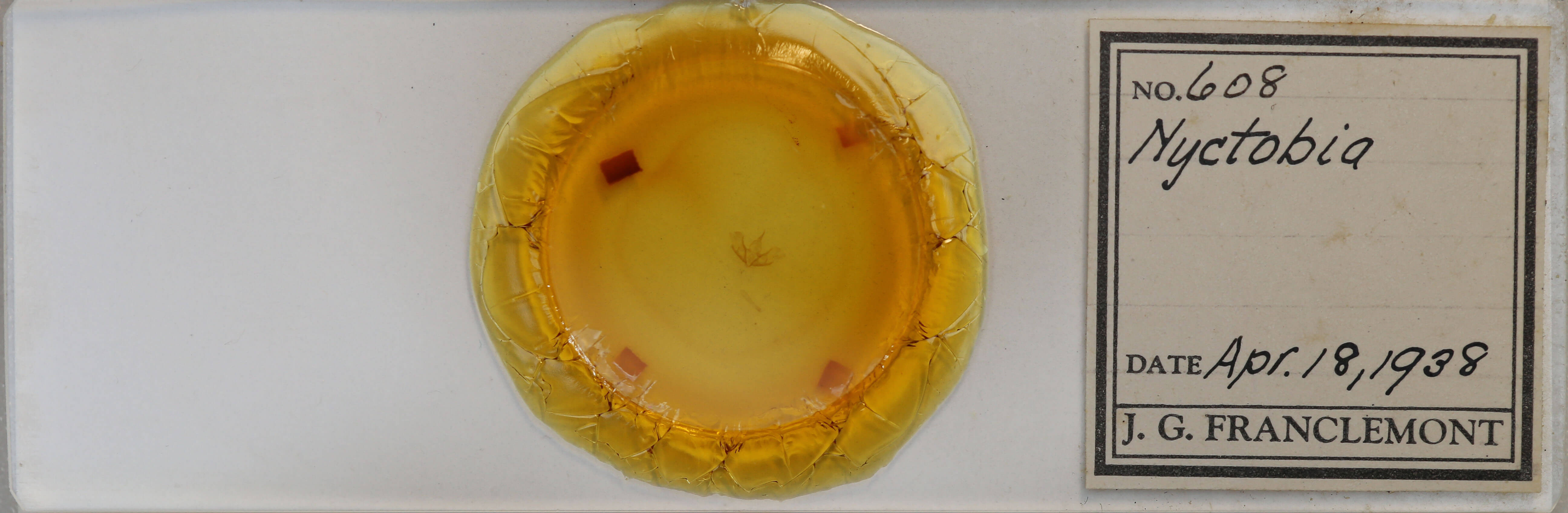 slide view of adult Cladara