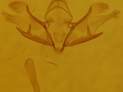 genitalia view of adult Cladara