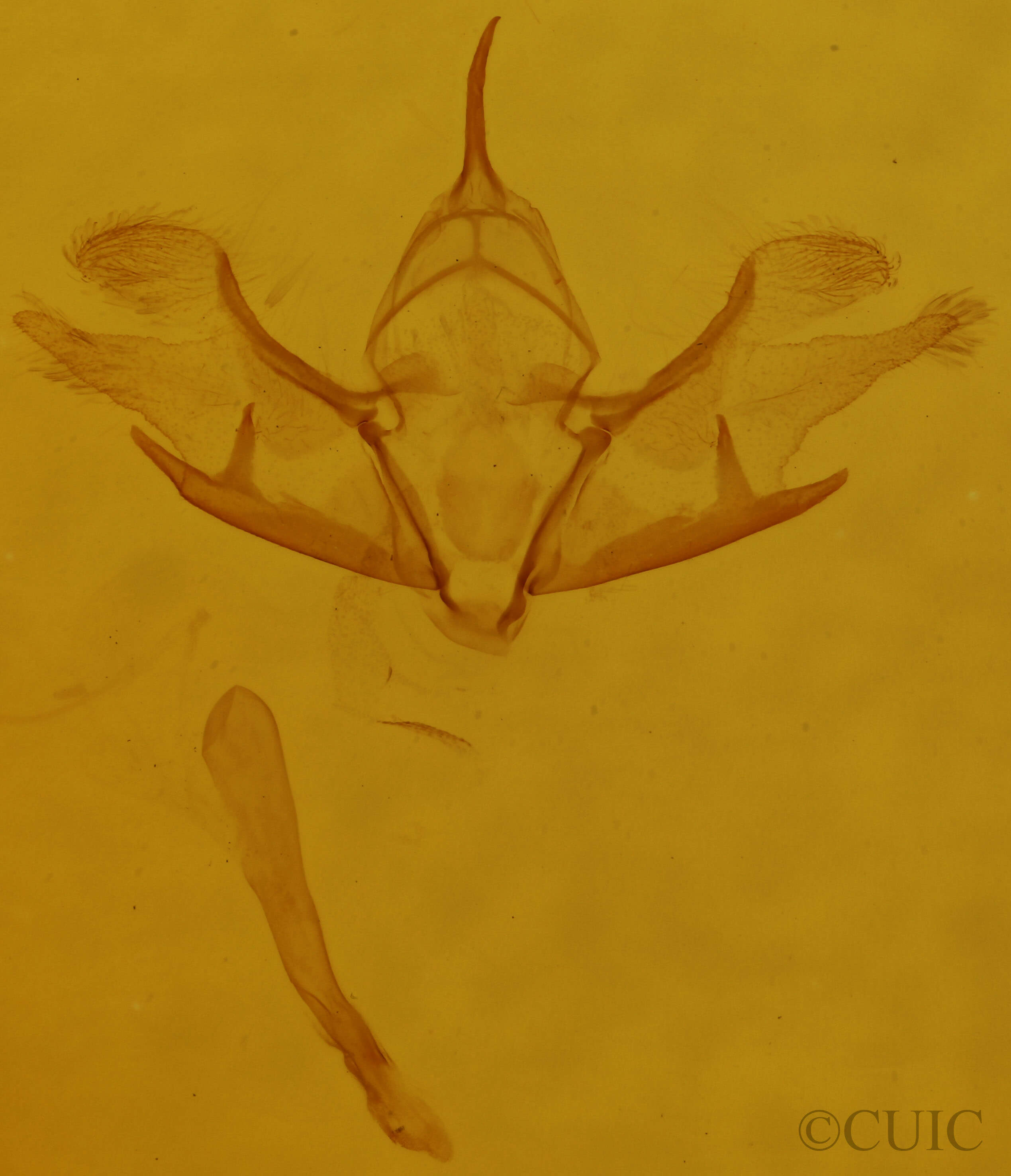 genitalia view of adult Cladara