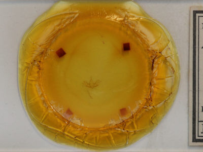 slide view of adult Cladara