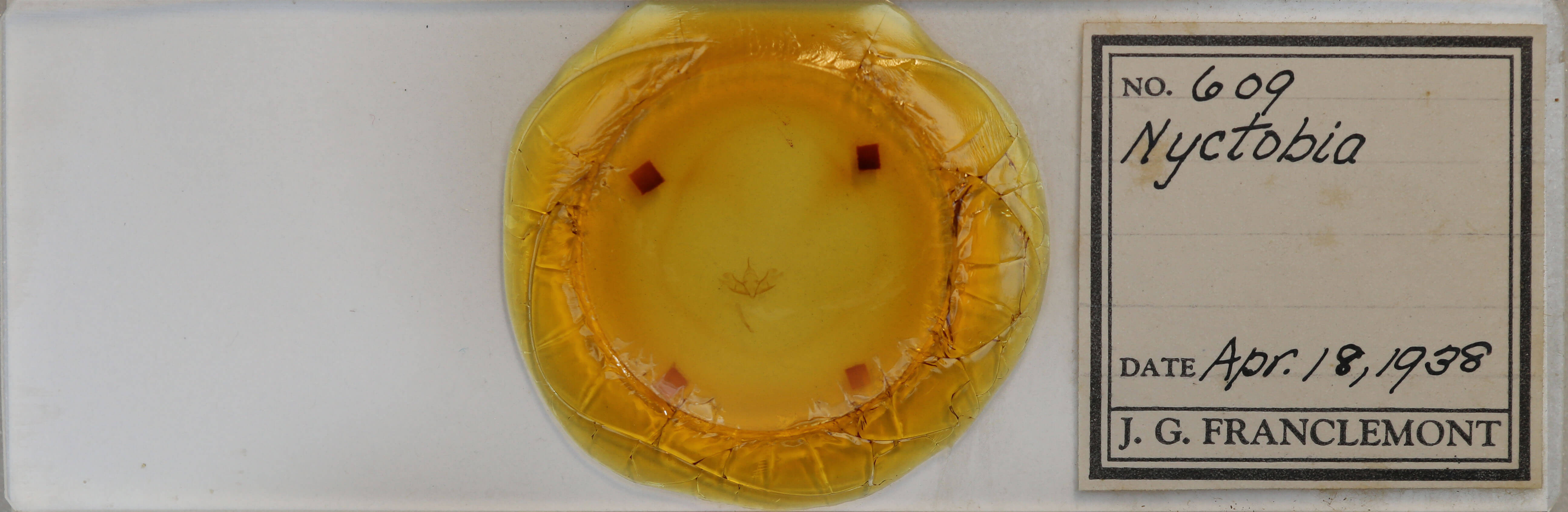 slide view of adult Cladara