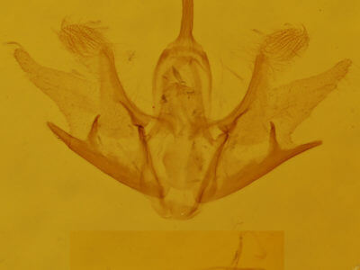 genitalia view of adult Cladara