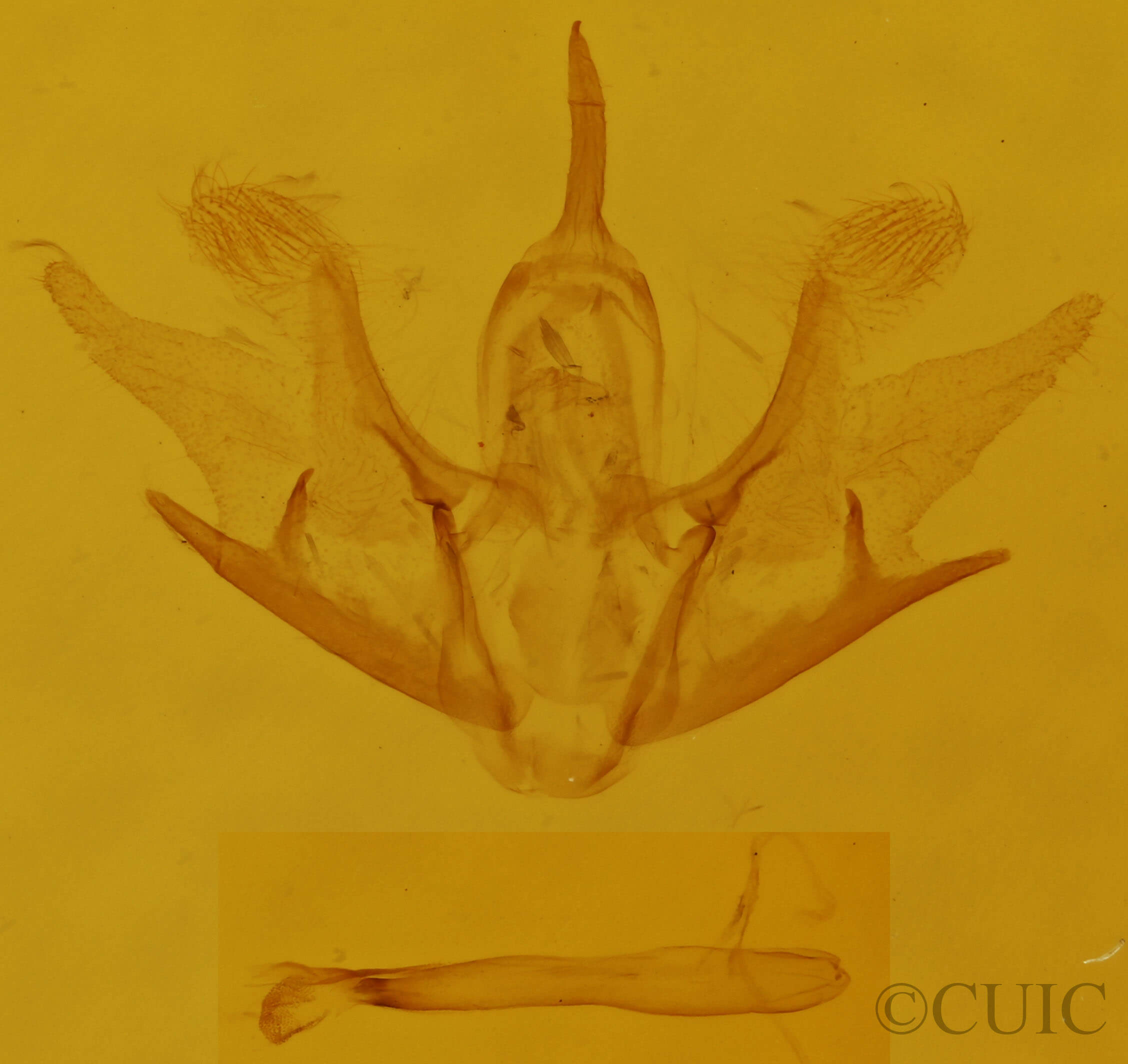 genitalia view of adult Cladara