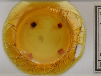 slide view of adult Cladara