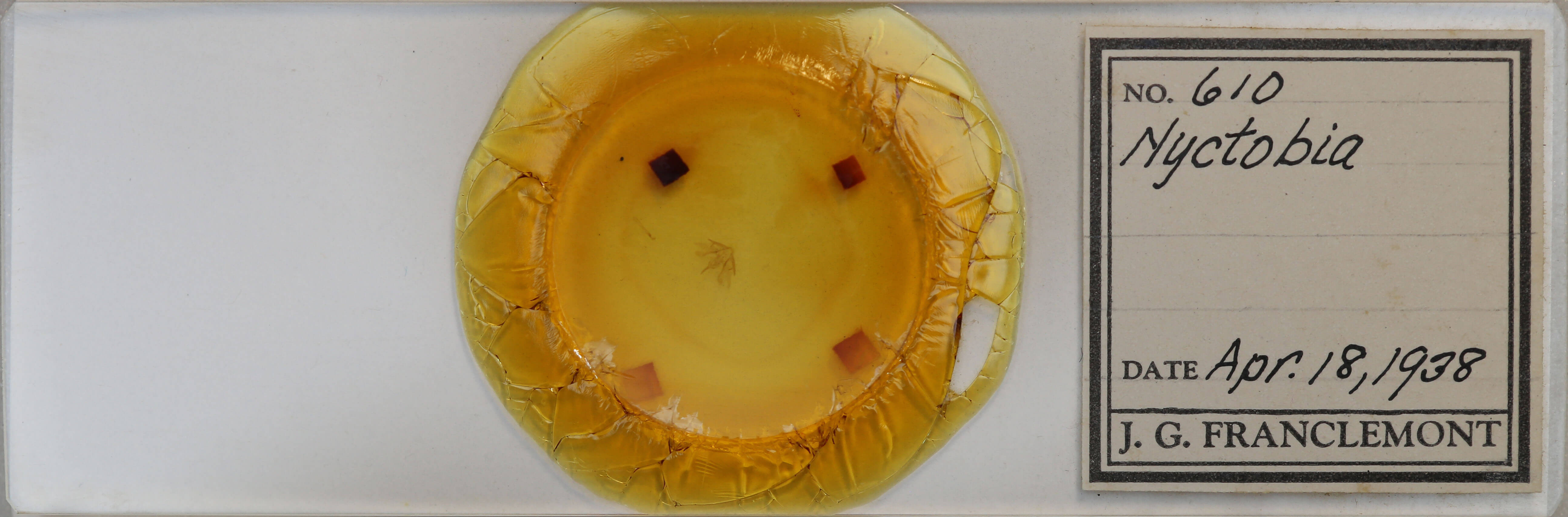 slide view of adult Cladara