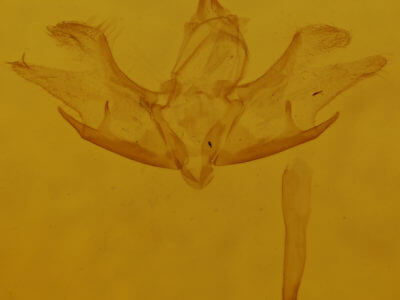 genitalia view of adult Cladara