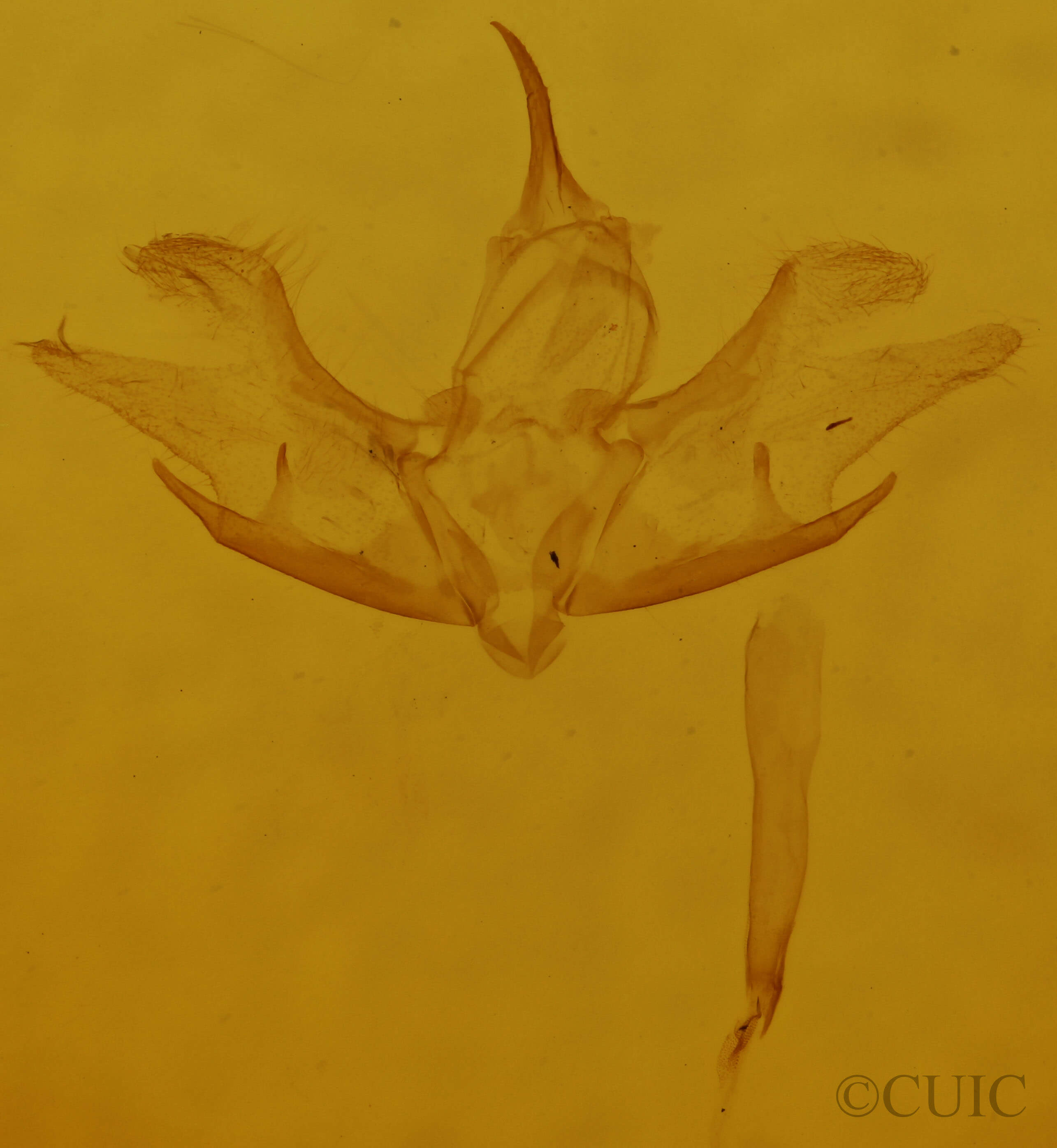 genitalia view of adult Cladara