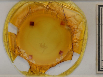 slide view of adult Cladara